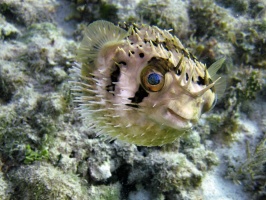 IMG 8936 Puffed Balloonfish